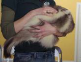 skunk