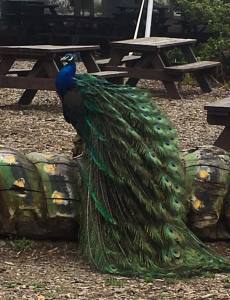 I am waiting for my audience