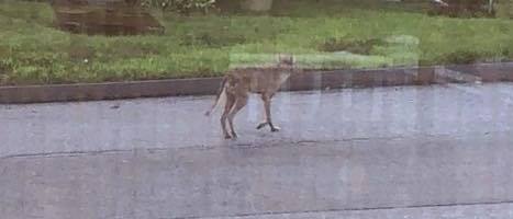 coyote